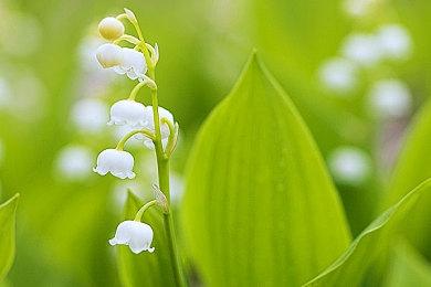 全新动作 RPG《芙蕾德利卡》最新宣传片公开